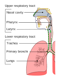 Respiratory Tract Wikipedia