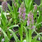 Dactylorhiza Incarnata - Dactylorhiza incarnat