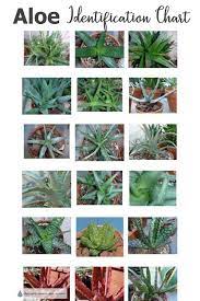 8 видео 1 626 просмотров обновлен 13 июн. Aloe Succulent Plants Identification Chart