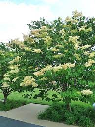 Here are 11 good choices if you are looking for a tree to add fragrance to your landscape. Best Fragrant Flowers For Your Garden Better Homes Gardens