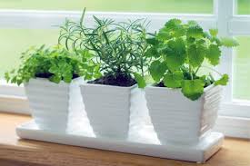 Grow A Windowsill Herb Garden Brown