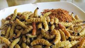 Why do South Africans eat fried caterpillars at Christmas?