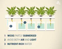 hydroponics cans growing guide