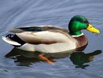 what-is-duck-theory