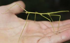 why do my stick insects keep dying