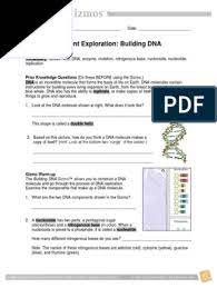 Read online gizmo student exploration building dna answer key book pdf free download link book now. Building Dna Dna Replication Dna