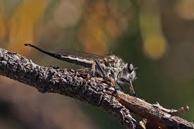 Segmented black insect with long tail, wings and orange legs Robber Flies Are Fierce Predators And Resourceful Lovers Colorado Arts And Sciences Magazine University Of Colorado Boulder