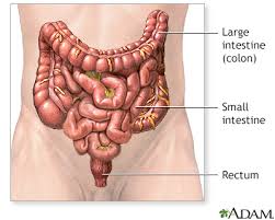 The colon, also referred to as the large intestine, removes excess nutrients to form stools and transports this product to the rectum. Colon Cancer Information Mount Sinai New York