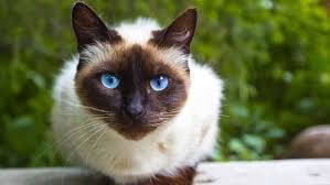 Hypoallergenic cats can be your perfect furry little companions. What Are Some Interesting Facts About Siamese Cats Quora