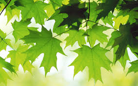 Image result for images The Green Leaves Of Summer 