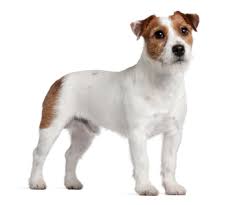 Image result for jack russell terrier