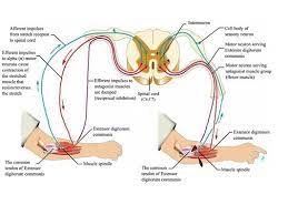 muscle spindles physiopedia