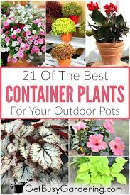 Container Plants Container Gardening