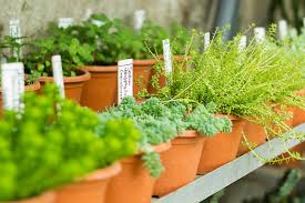 Vegetable and Herbs Plant Sale | Youngstown Live