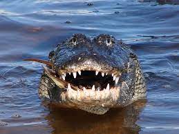 Alligators vs. Crocodiles: Photos Reveal Who's Who | Live Science