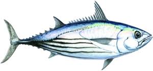 Tuna Species Identification Department Of Primary
