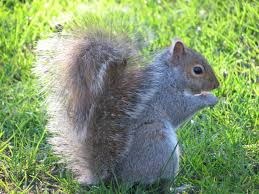 It's meant to trick in general using a fake owl to scare away squirrels will have limited to no success. Squirrels How To Get Rid Of Squirrels In The Home Garden The Old Farmer S Almanac