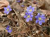 Hepatica nobilis var. obtusa (Roundlobe hepatica) | Native Plants of ...