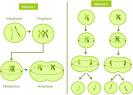 meiosis an overview sciencedirect
