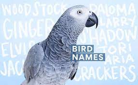 280 pet bird names for your feathery