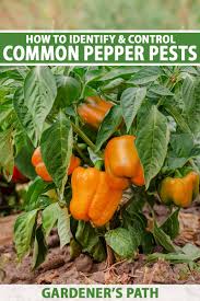 common pepper pests