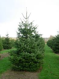 They are found through much of north and central america, europe, asia, and north africa, occurring in mountains over most of the range. Abies Nordmanniana Nordmann Fir Caucasian Fir Van Den Berk Nurseries