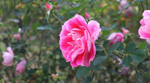 27 stunning pink rose varieties for