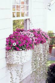 window box flowers