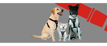 Know Your Car Safety Rules And Regulations Clix Petlife
