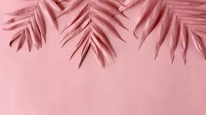 100 baby pink wallpapers wallpapers com