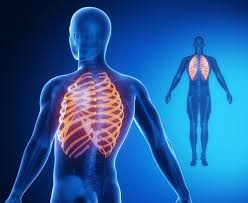 The ribs are a set of twelve paired bones which form the protective 'cage' of the thorax. Can A Rib Become Misaligned And How Can Chiropractic Help Align Chiropractic Wellness