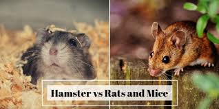 Hamster Vs Ratice Which Should