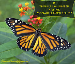 is tropical milkweed killing monarch