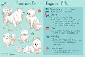 american eskimo eskie dog breed