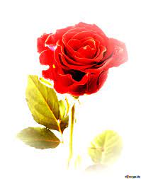 Beautiful rose flower ...