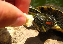 Best Food For Red Eared Slider Reviews Guide 2019 My