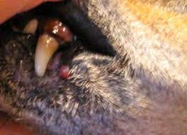 growth on dog s lip organic pet digest