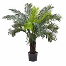 3 foot cycas palm tree indoor outdoor