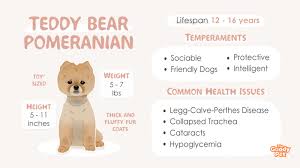 teddy bear pomeranian your complete