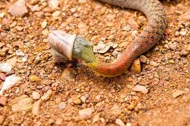9 snakes that don t eat mice other