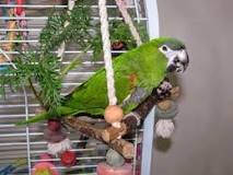 Image result for About Hahns Mini Macaw