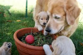 But, raising a golden retriever puppy can prompt lots of questions. Indian Trail Golden Retriever Puppy