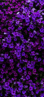 purple petaled flower iphone 11