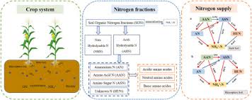 soil organic nitrogen supply