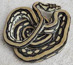 tiger carpet python traits morphpedia