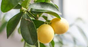 lemon tree from lemon seeds