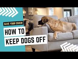 How To Keep Dogs Off Couch 5 Tips