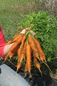 growing carrots how to seed germinate