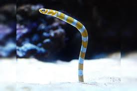 gorgasia preclara splendid garden eel
