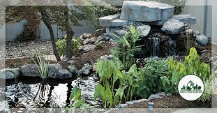 Natural Ecosystem Pond